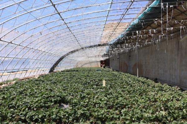 种植为什么要架大棚,能起到保温、保湿等作用