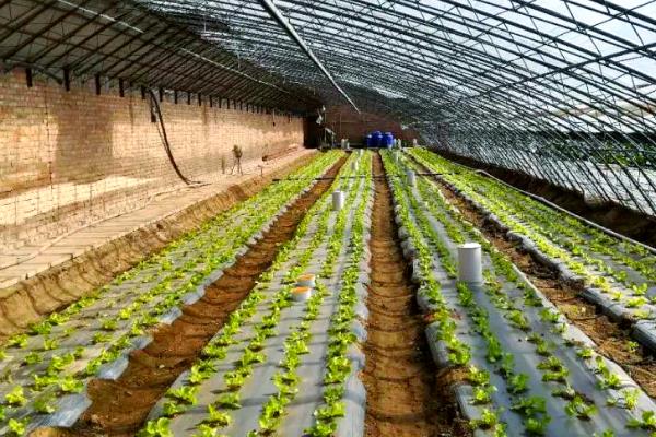 种植为什么要架大棚,能起到保温、保湿等作用