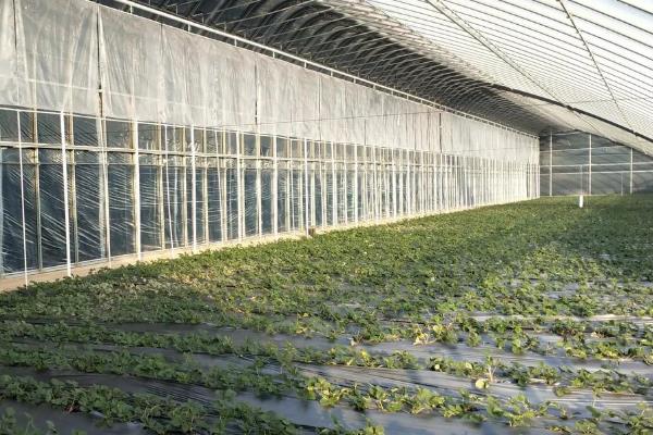 种植为什么要架大棚,能起到保温、保湿等作用