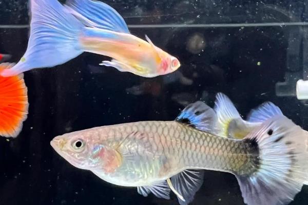 孔雀鱼集体趴缸怎么办,可以适当提高水温