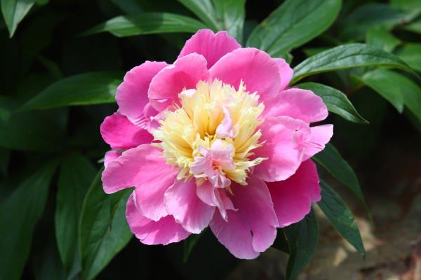 芍药花的颜色,有红色、白色、粉色等