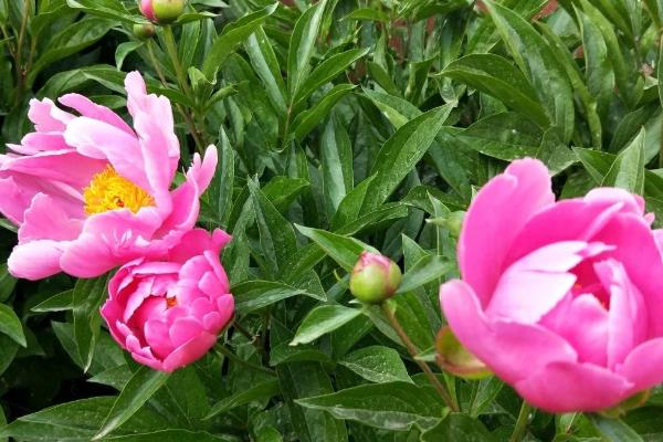 芍药花的颜色,有红色、白色、粉色等