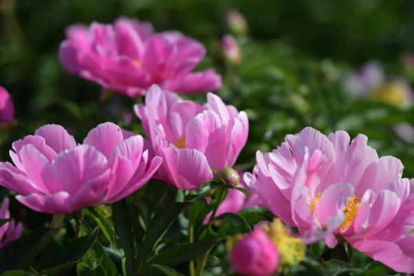 芍药花的颜色,有红色、白色、粉色等