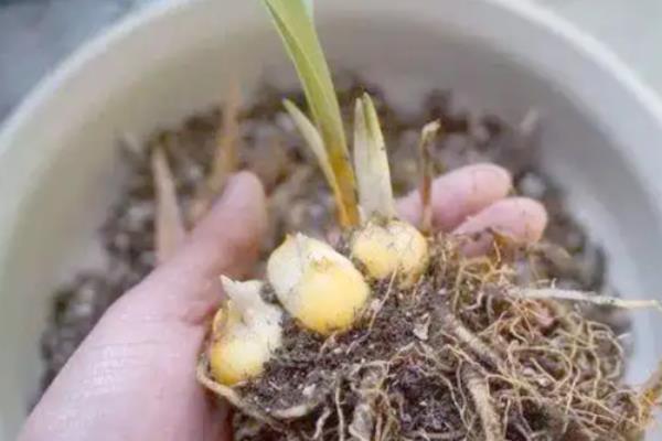 百合如何繁殖,可播种或分小鳞茎法繁殖等
