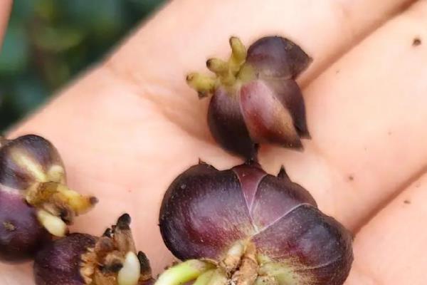 百合如何繁殖,可播种或分小鳞茎法繁殖等