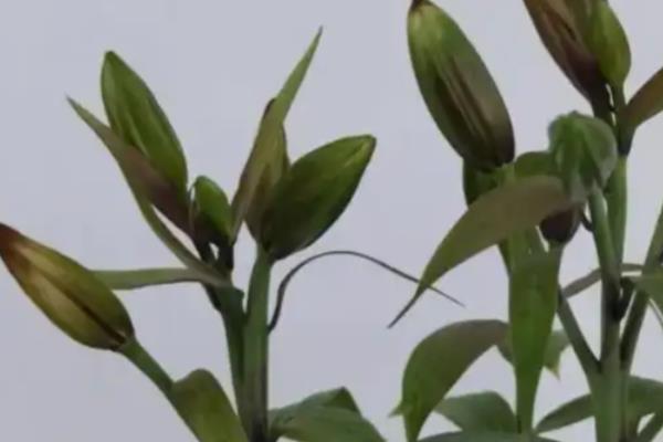 百合如何繁殖,可播种或分小鳞茎法繁殖等