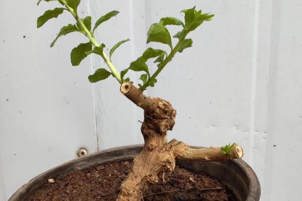 枸杞生桩冬季会不会生根，保持适宜的温度会发芽并恢复生长