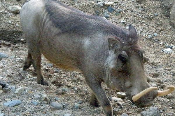 野猪喜欢吃什么食物,主要以嫩叶、坚果、浆果等为食