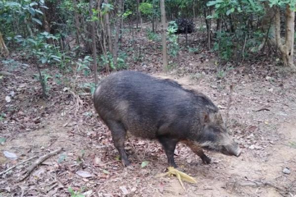 野猪喜欢吃什么食物,主要以嫩叶、坚果、浆果等为食