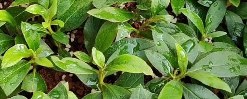 扦插杜鹃花用哪种土好，可以选用兰花土、高山腐殖土等