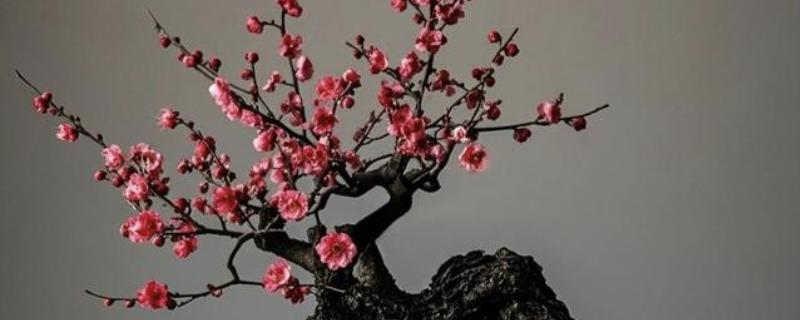 怎么养活刚买的梅花老桩，上盆前需对根系进行修剪消毒处理