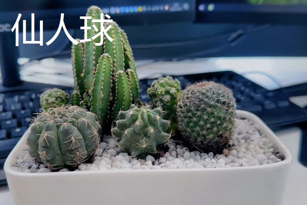 办公室适合放什么绿植,可摆放富贵竹、绿萝、吊兰等品种
