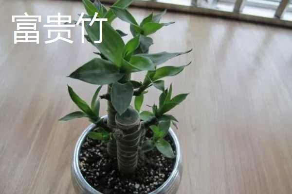办公室适合放什么绿植,可摆放富贵竹、绿萝、吊兰等品种