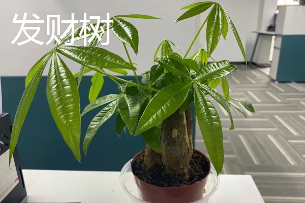 办公室适合放什么绿植,可摆放富贵竹、绿萝、吊兰等品种