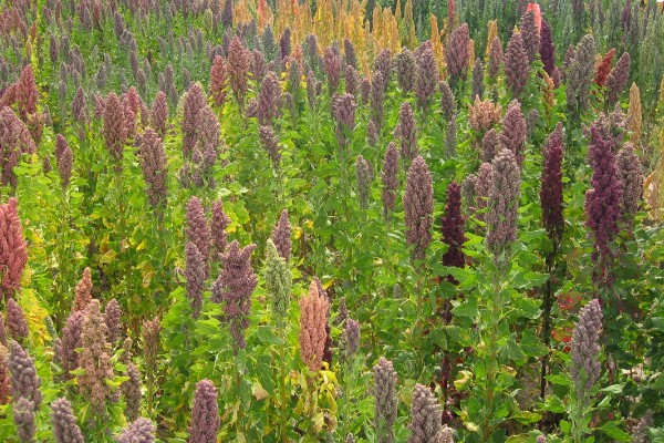 藜麦简介,是一年生草本植物