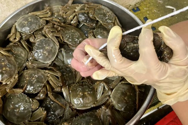 阳澄湖大闸蟹的价格，不同规格的价格不同
