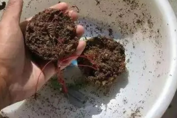 用什么打窝钓黄颡鱼,可使用比较浓腥的饵料