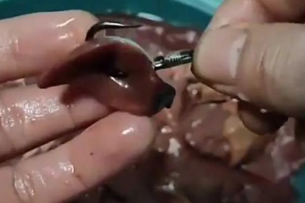 用什么打窝钓黄颡鱼,可使用比较浓腥的饵料
