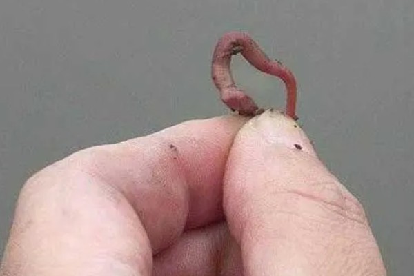 用什么打窝钓黄颡鱼,可使用比较浓腥的饵料