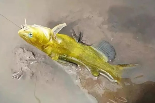 用什么打窝钓黄颡鱼,可使用比较浓腥的饵料