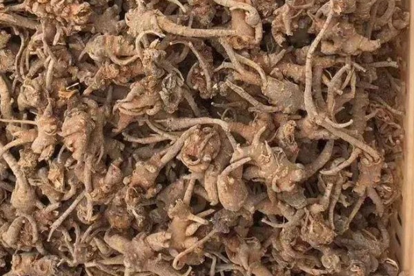 三七在家里怎样打粉，在专用的打粉机器中进行