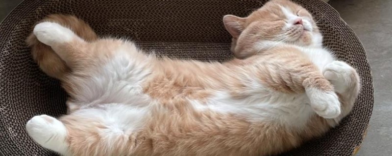 猫不同叫声的含义，发出喵呜声是感到好奇
