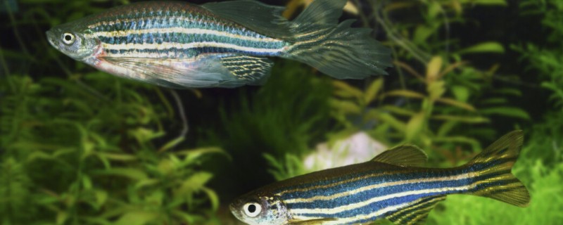 斑马鱼吃樱花虾吗,会吃幼年时期的樱花虾
