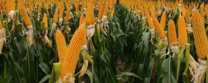 适合黄淮海种植的玉米种，有新单61、郑单958等