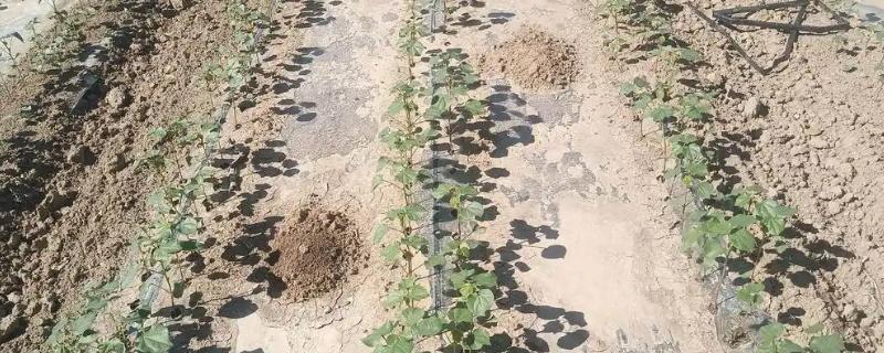 六行棉花的管理方法,喷施叶面肥有助于幼苗茁壮成长