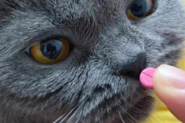 猫咪真菌感染怎么处理,喷施酮康唑、克霉唑治疗
