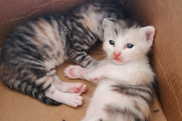 猫咪真菌感染怎么处理,喷施酮康唑、克霉唑治疗