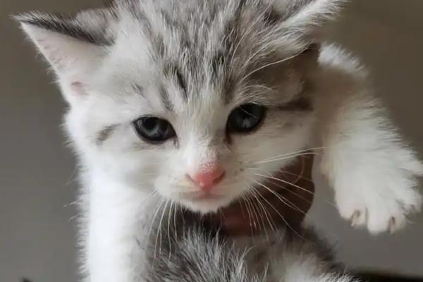 猫咪真菌感染怎么处理,喷施酮康唑、克霉唑治疗