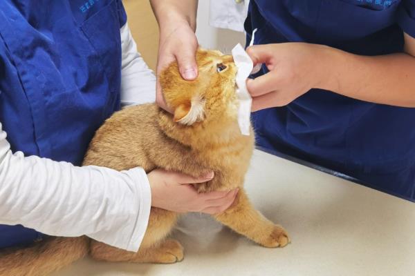猫咪真菌感染怎么处理,喷施酮康唑、克霉唑治疗