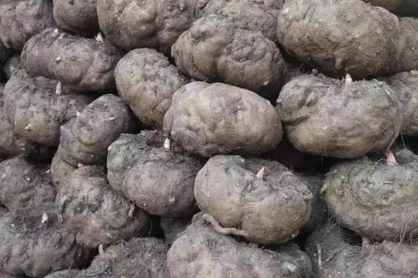 我国魔芋的主产地,巴东县、竹溪县等地方种植较多