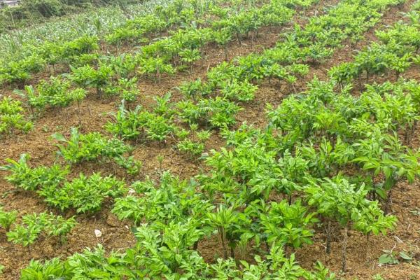 我国魔芋的主产地,巴东县、竹溪县等地方种植较多