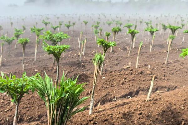 我国魔芋的主产地,巴东县、竹溪县等地方种植较多