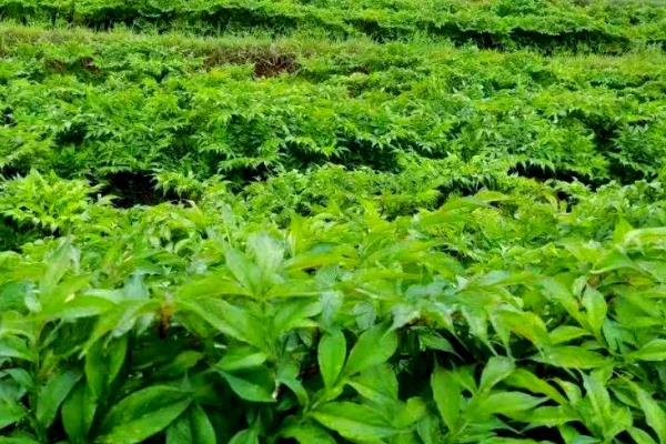 我国魔芋的主产地,巴东县、竹溪县等地方种植较多
