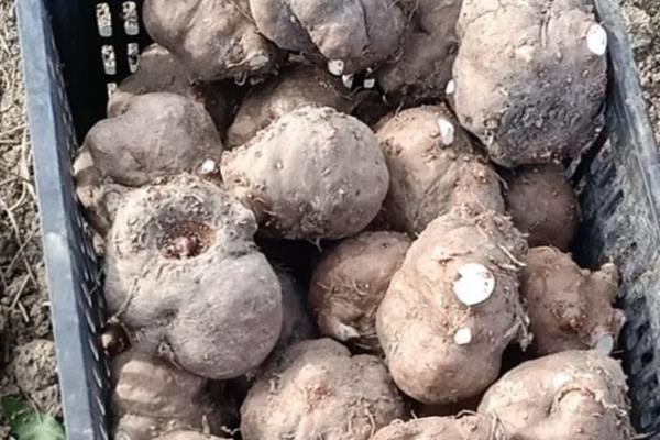 我国魔芋的主产地,巴东县、竹溪县等地方种植较多