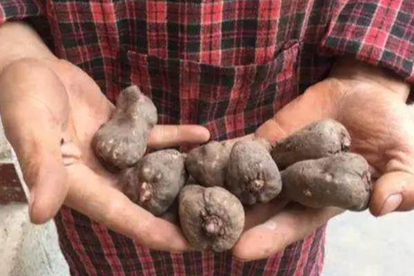 我国魔芋的主产地,巴东县、竹溪县等地方种植较多