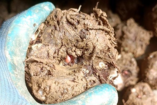 我国魔芋的主产地,巴东县、竹溪县等地方种植较多