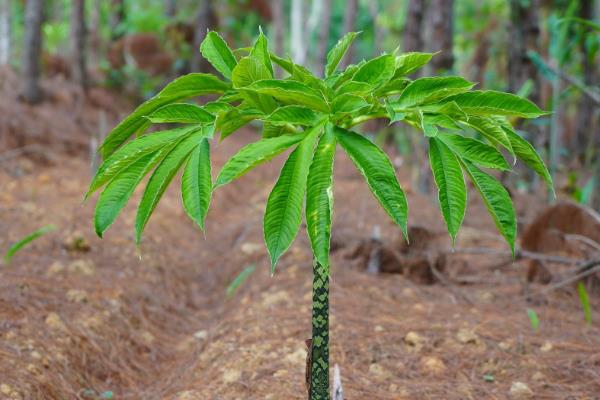 我国魔芋的主产地,巴东县、竹溪县等地方种植较多