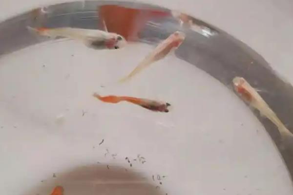 刚下的小孔雀鱼怎么喂,可以从卵黄之中吸收营养