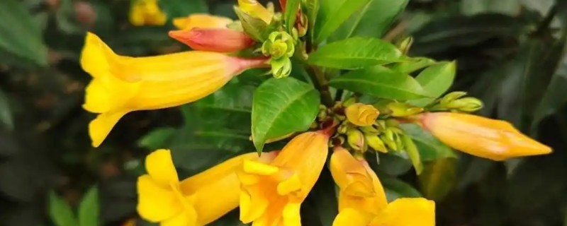 花是不是植物,花不是植物而是植物的一个器官