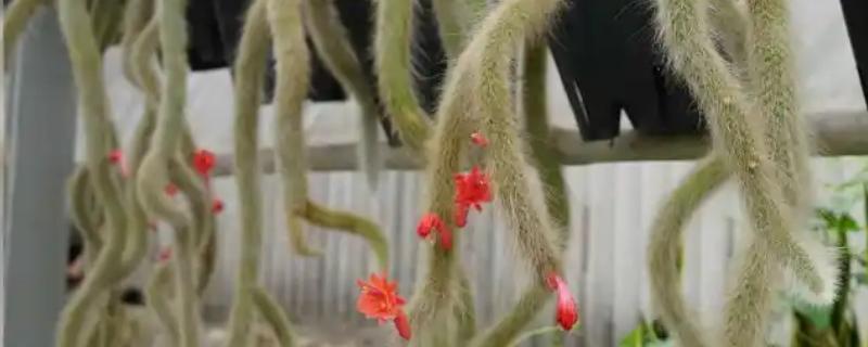 猴尾柱的开花时间,在每年的夏秋季节就会开花