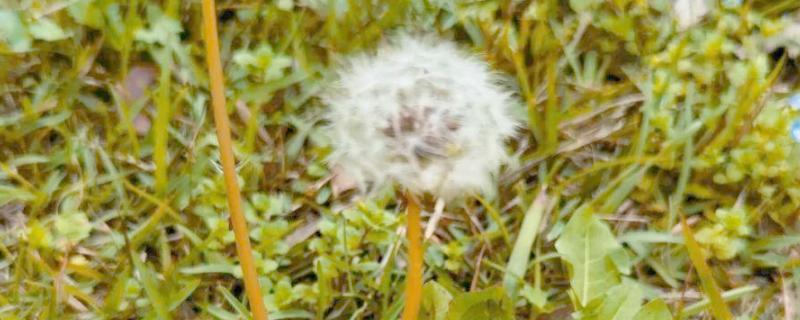 蒲公英的花语,寓意没有办法停留的爱