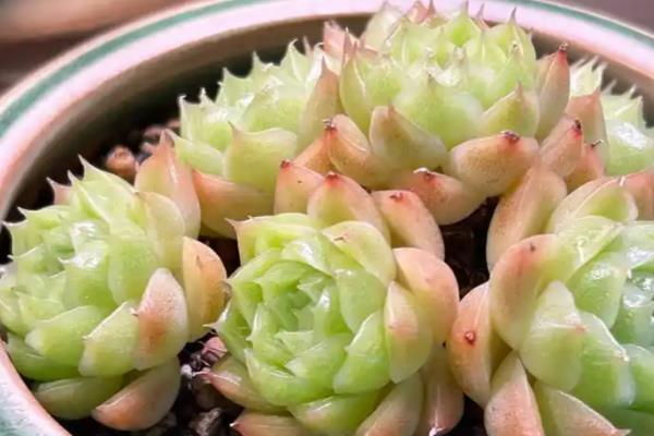 麦秆多肉怎么养殖,每隔半个月追肥一次