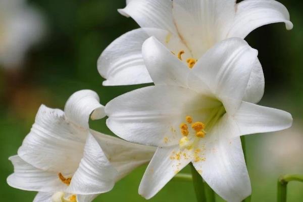 五四青年节适合送什么花,推荐百合花、兰花等