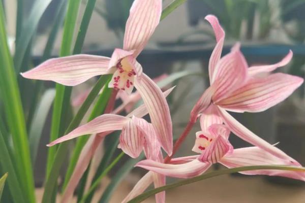 五四青年节适合送什么花,推荐百合花、兰花等