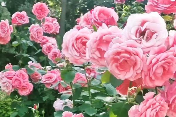 五四青年节适合送什么花,推荐百合花、兰花等