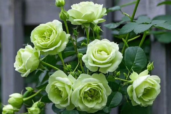 五四青年节适合送什么花,推荐百合花、兰花等